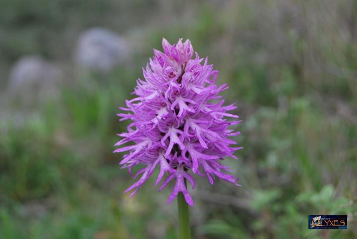 orchis italica.JPG